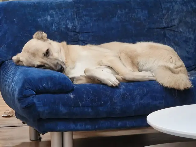 Captain – Feierabend Captain schläft ausgestreckt auf einem blauen Sofa