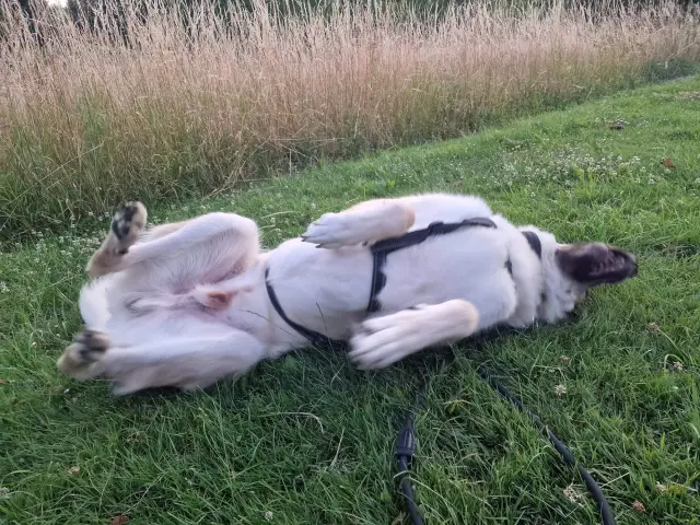 Captain – Pause Captain wälzt sich auf dem Rücken im Gras, die Beine in der Luft