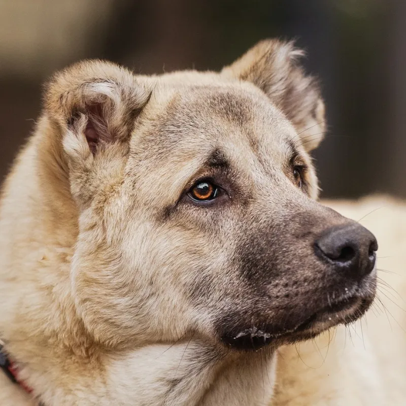Captain Captain, ein junger Kangal mit hellem Fell und dunkler Maske